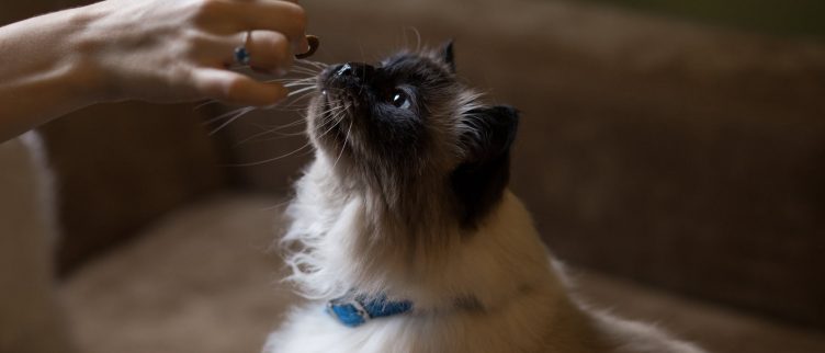 Handvest korting prijs Wat is de goedkoopste dierenwinkel? | Bespaarinfo.nl