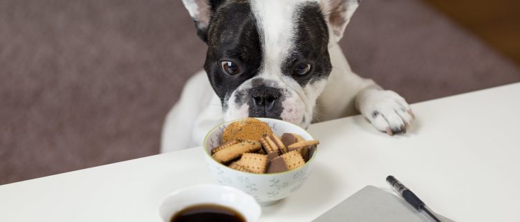 Wat is de goedkoopste dierenwinkel?